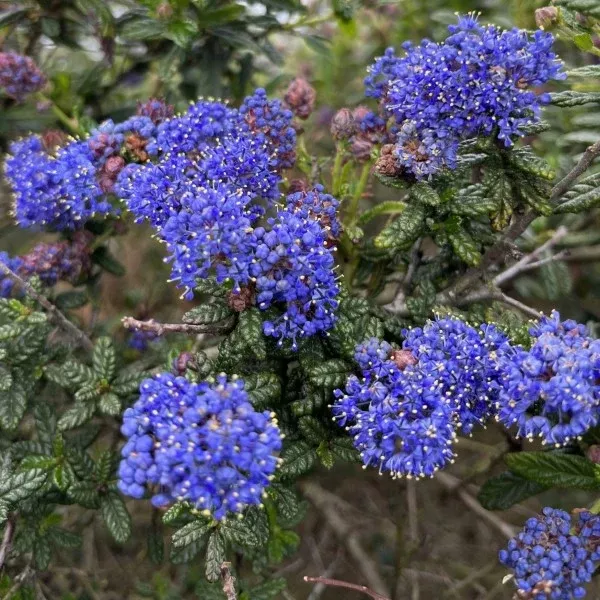 Dark Star California Lilac