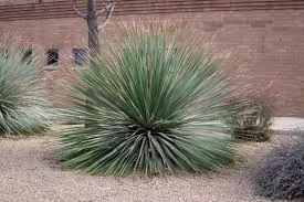 Dasylirion Wheeleri Sotol