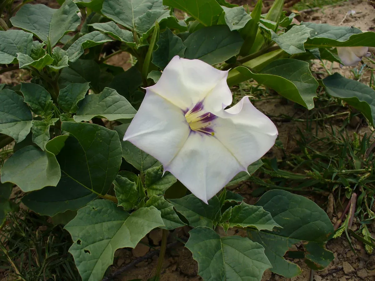 Datura discolor Seeds - Desert Thorn Apple