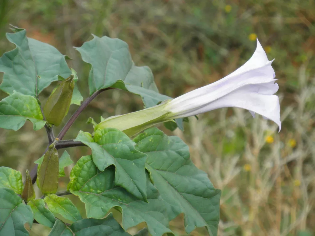 Datura stramonium Seeds - Jimsonweed
