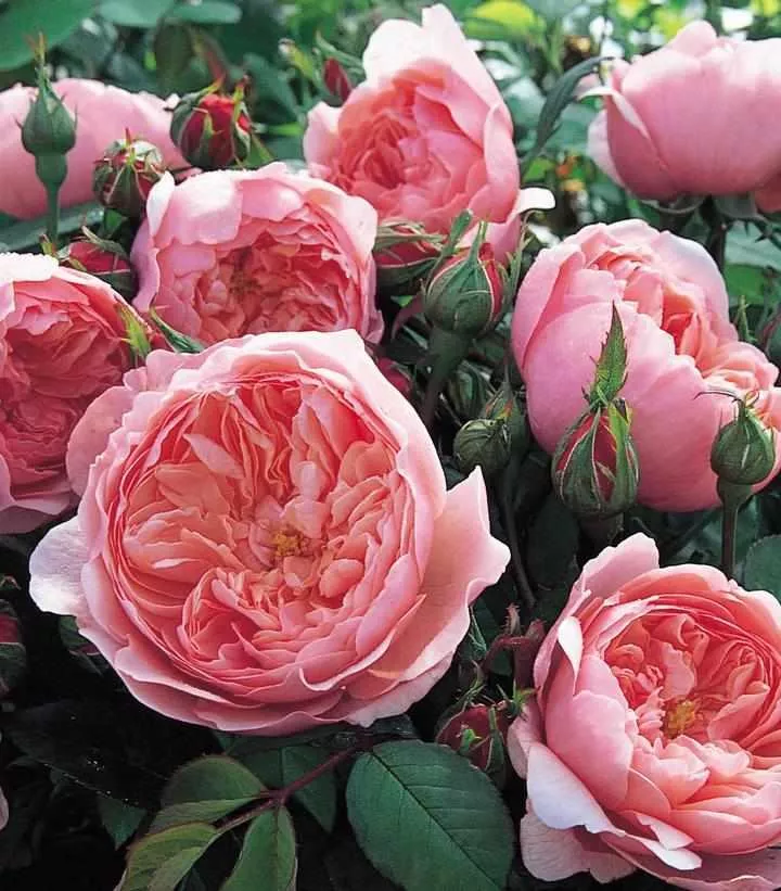 David Austin The Alnwick English Rose