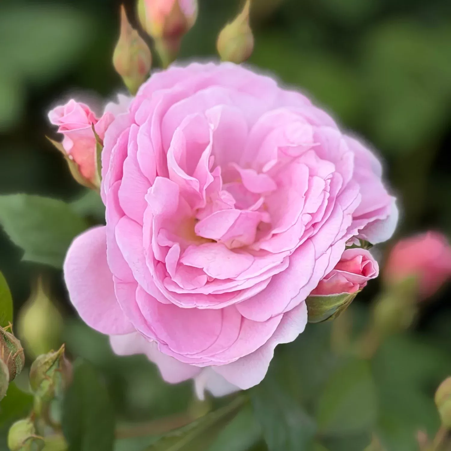 David Austin The Ancient Mariner Rose