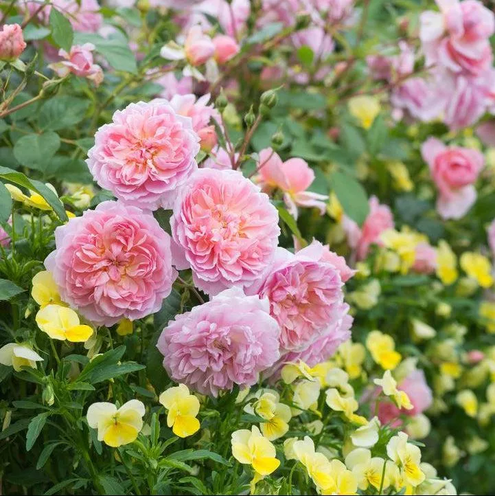 David Austin Anne Boleyn English Rose