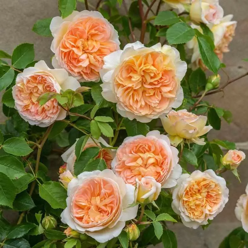 David Austin Bathsheba English Rose