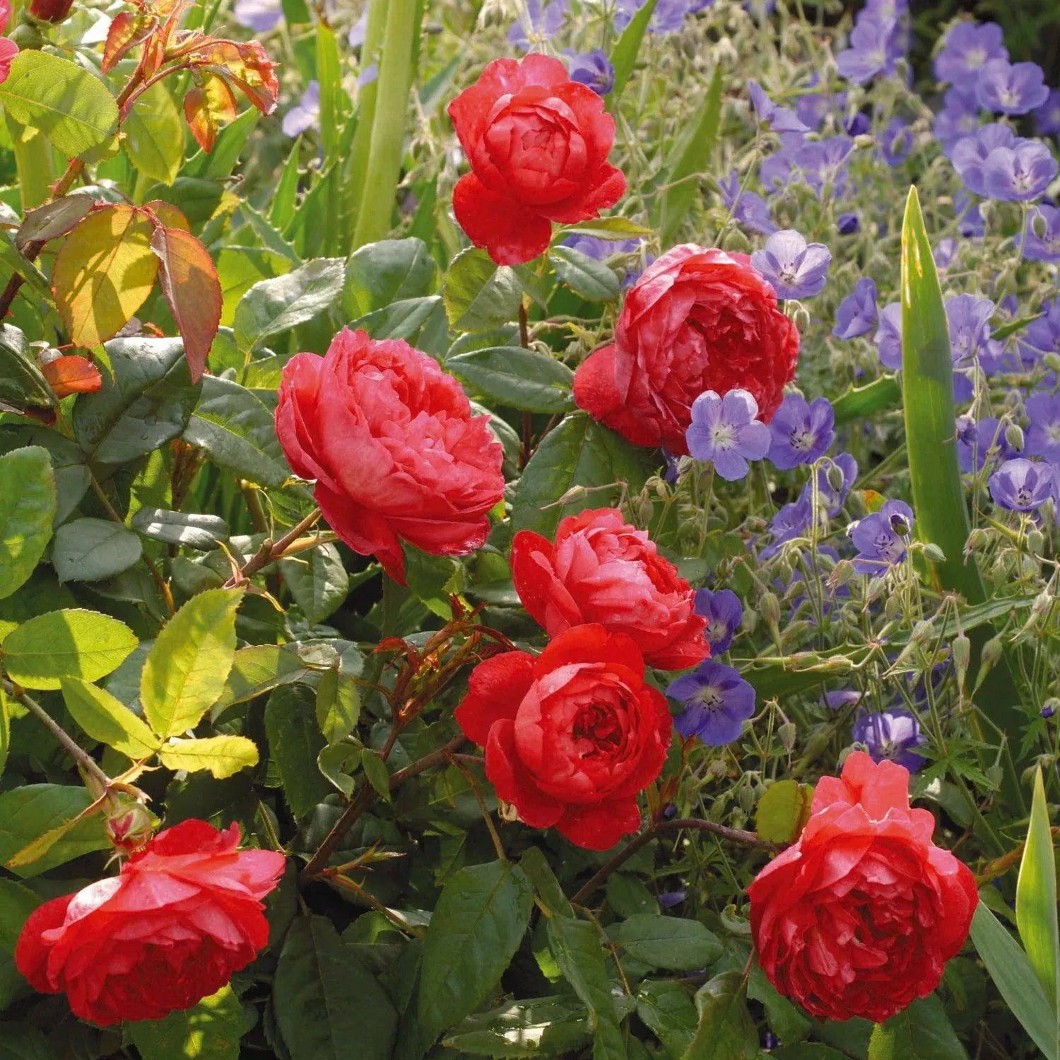 David Austin Benjamin Britten Rose