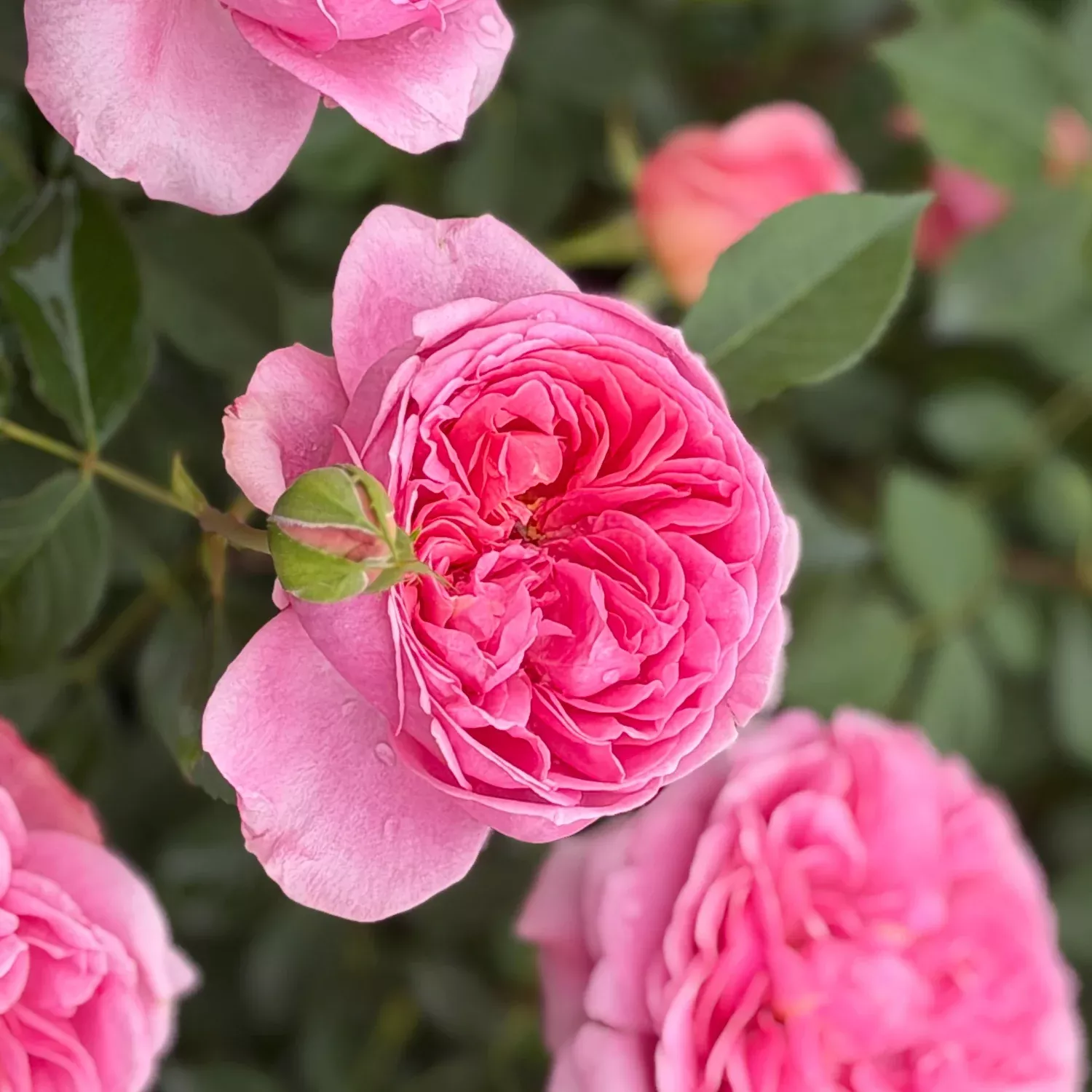 David Austin Boscobel English Rose