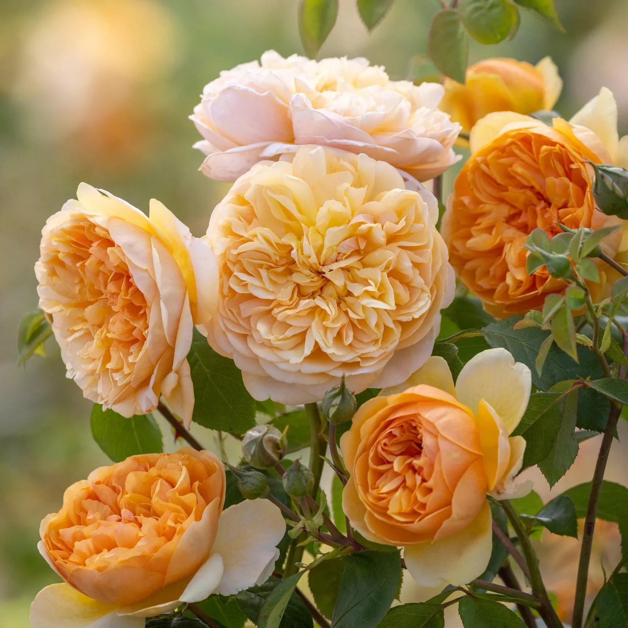 David Austin Bring Me Sunshine English Rose