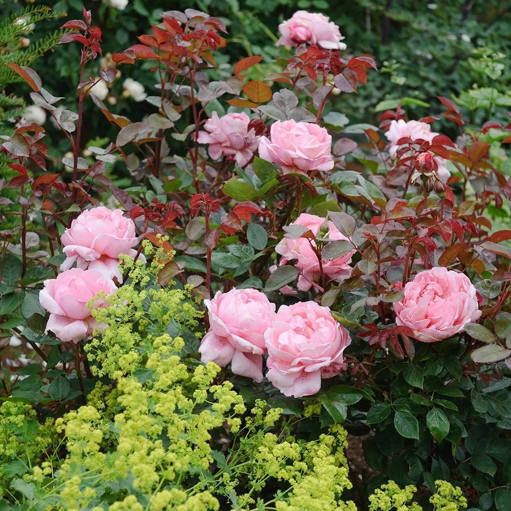 David Austin Brother Cadfael English Rose