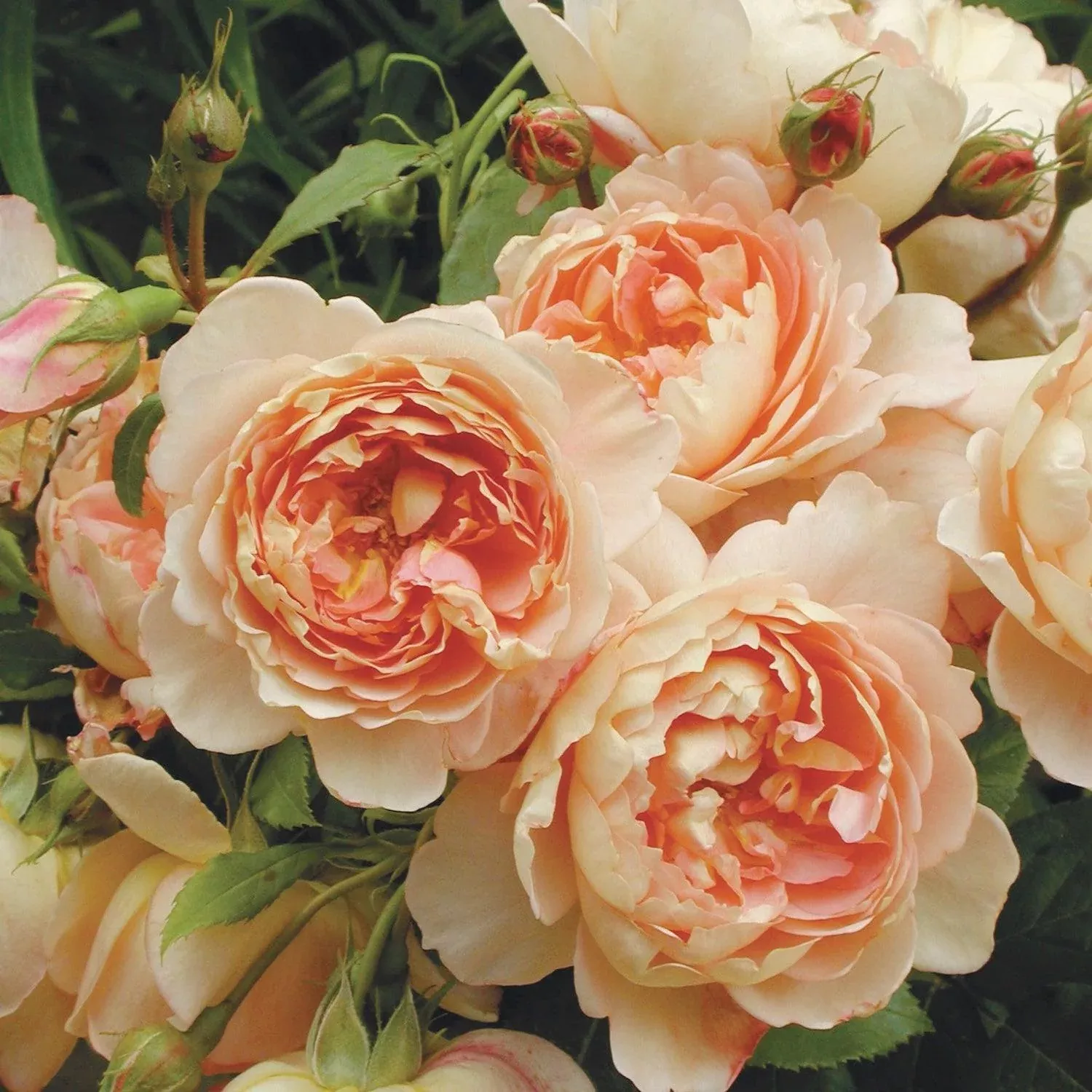 David Austin Carding Mill English Rose