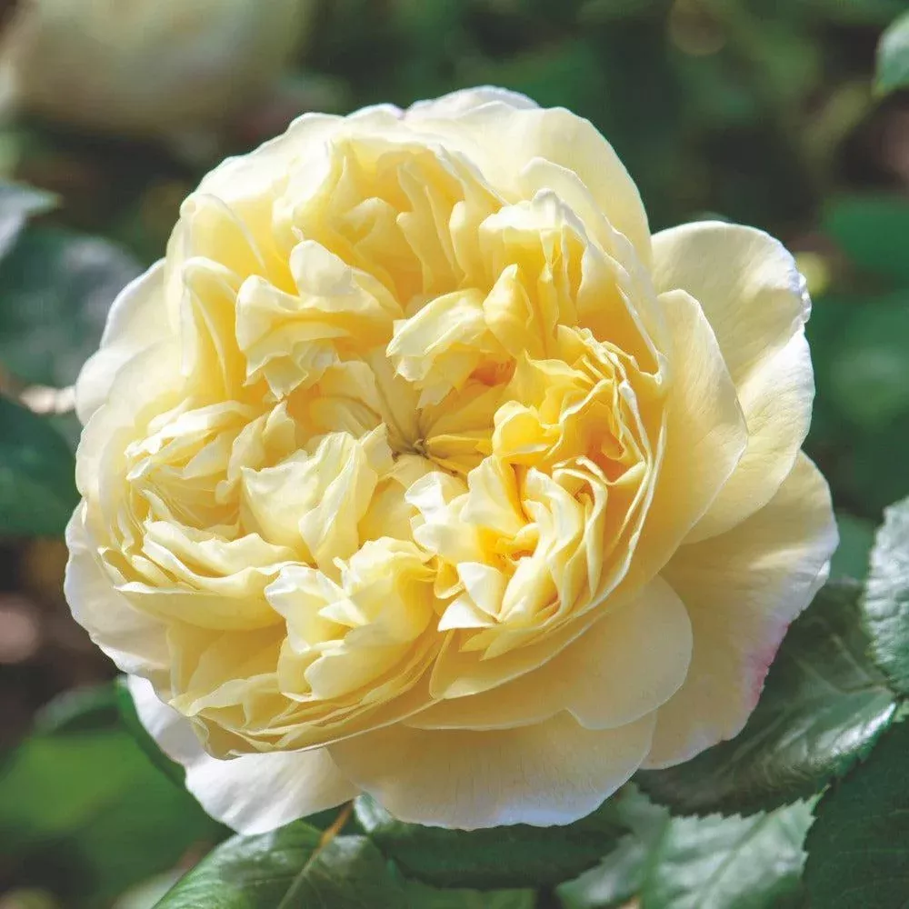 David Austin Charles Darwin English Rose