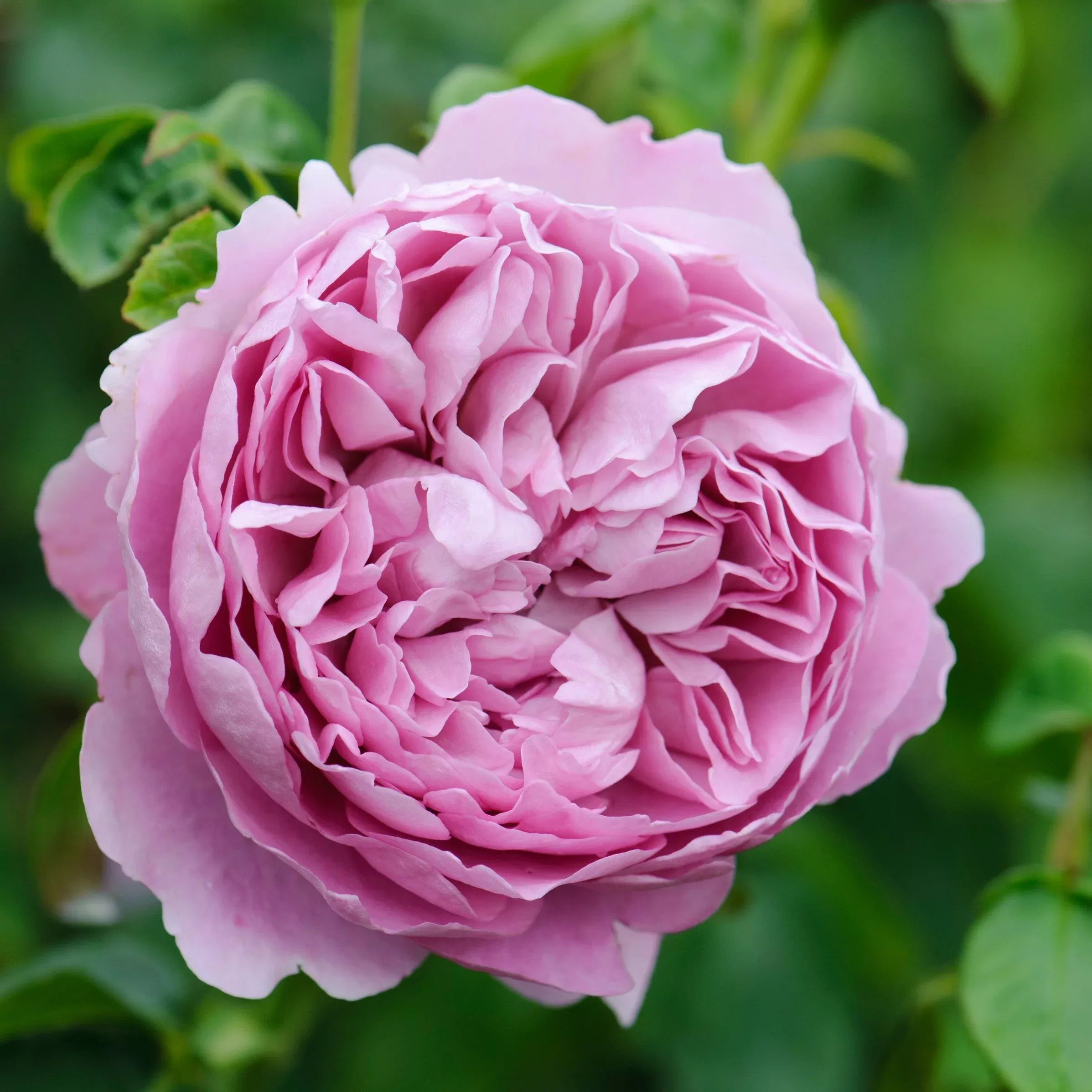 David Austin Charles Rennie Mackintosh English Rose
