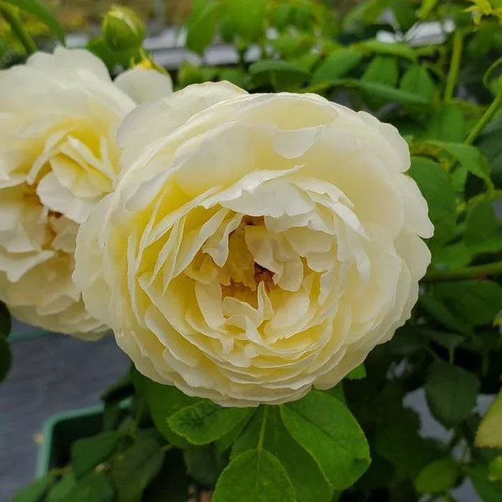David Austin Claire Austin English Rose