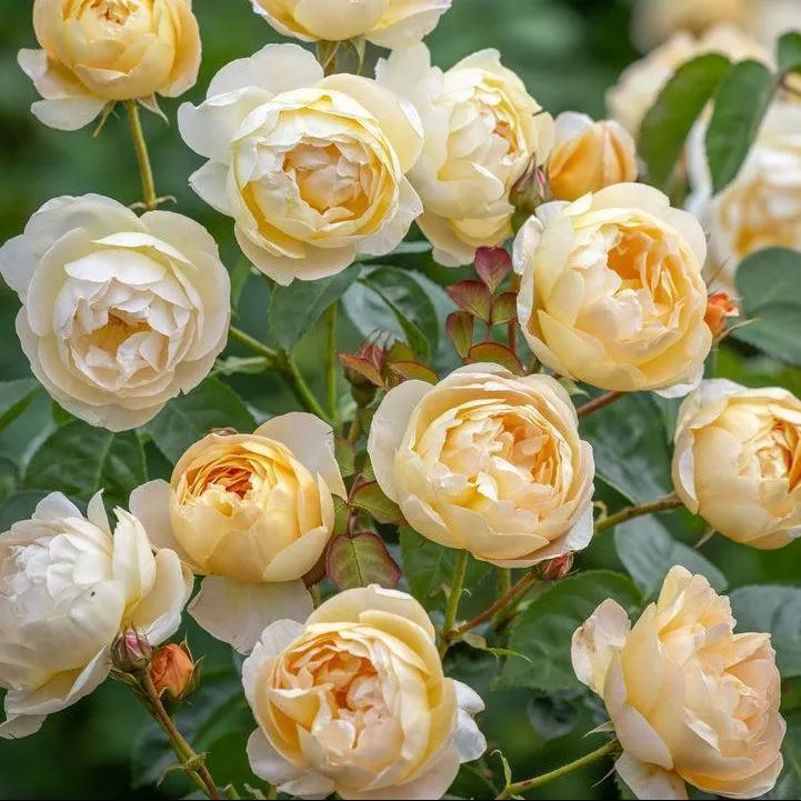 David Austin Dannahue English Rose