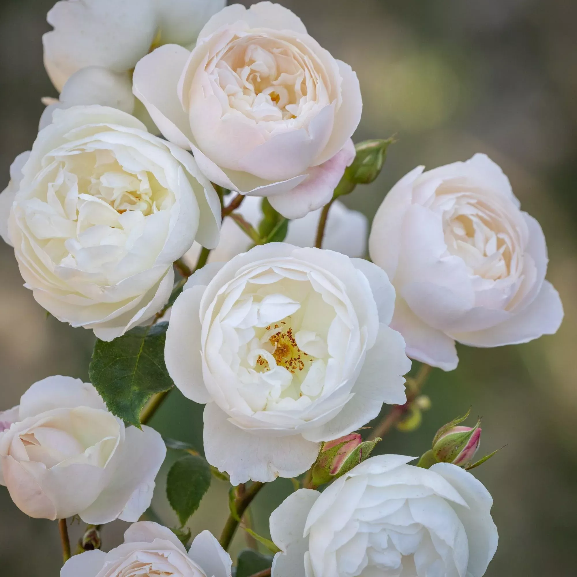 David Austin Desdemona Rose