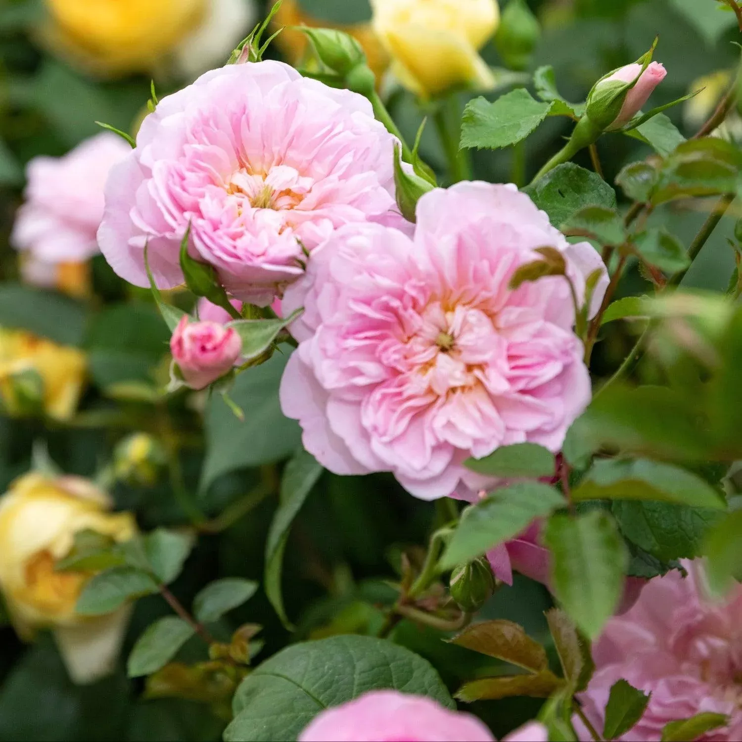 David Austin Elizabeth English Rose