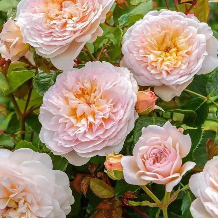 David Austin Emily Bronte English Shrub Rose