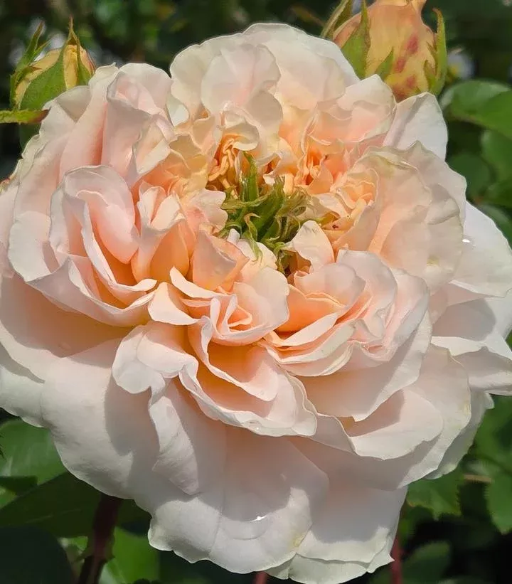 David Austin Evelyn English Rose