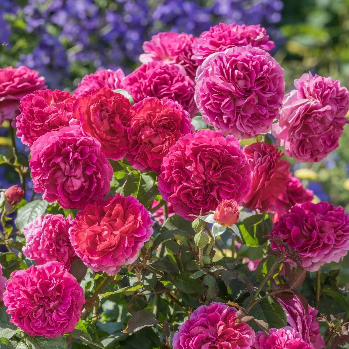 David Austin Gabriel Oak English Rose