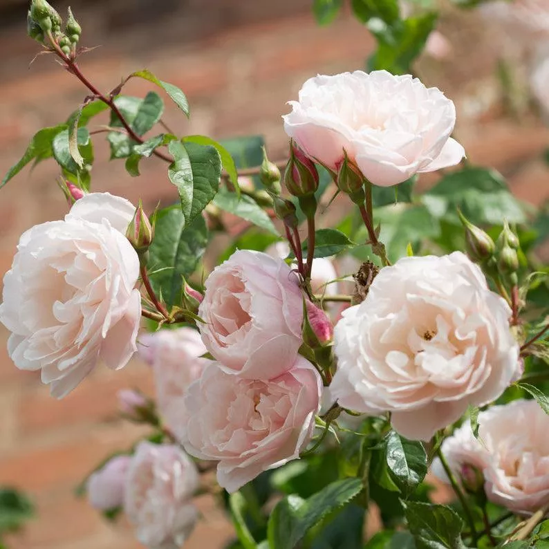 David Austin The Generous Gardener English Rose