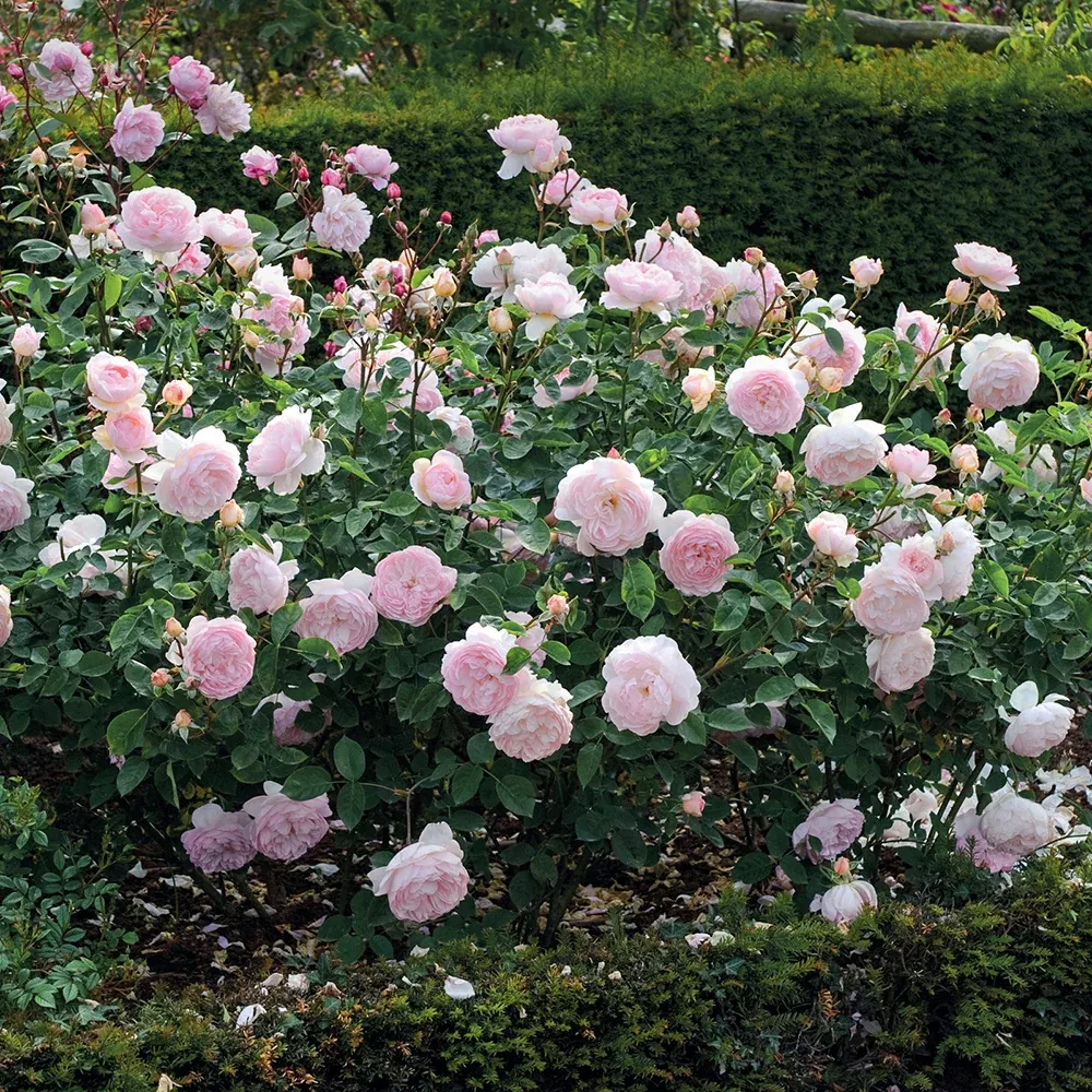 David Austin Gentle Hermione English Rose