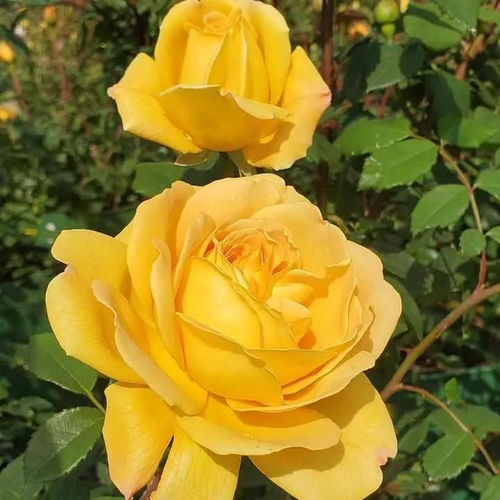 David Austin Golden Celebration English Rose