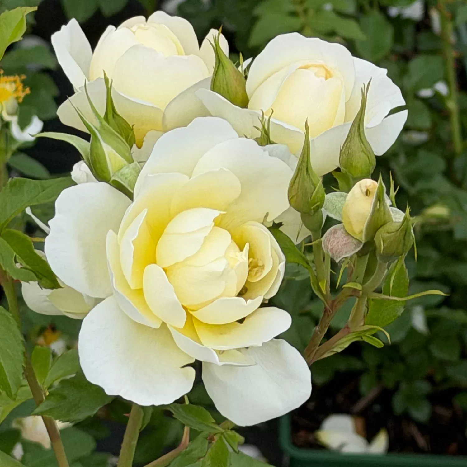 David Austin Imogen English Rose