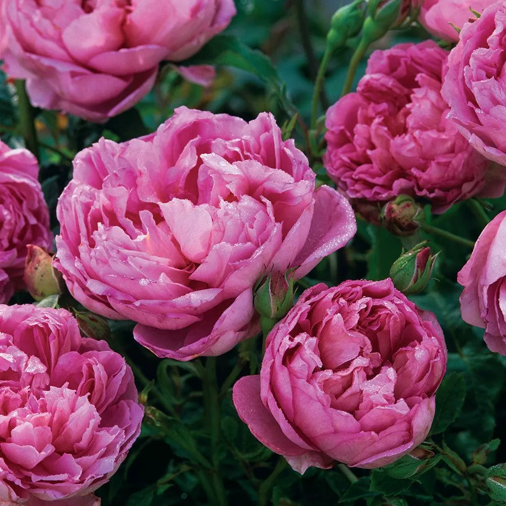 David Austin The Ingenious Mr. Fairchild English Rose