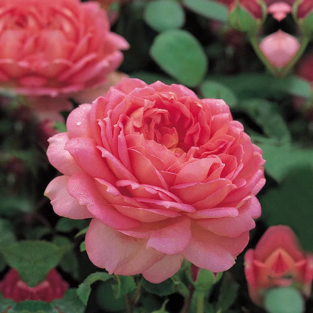 David Austin Jubilee Celebration English Rose
