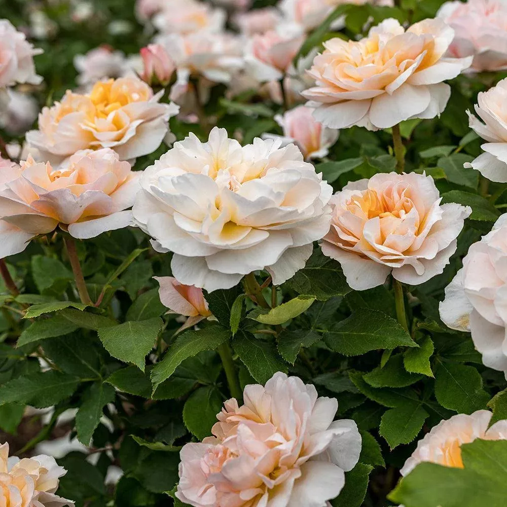 David Austin The Lady Gardener Rose