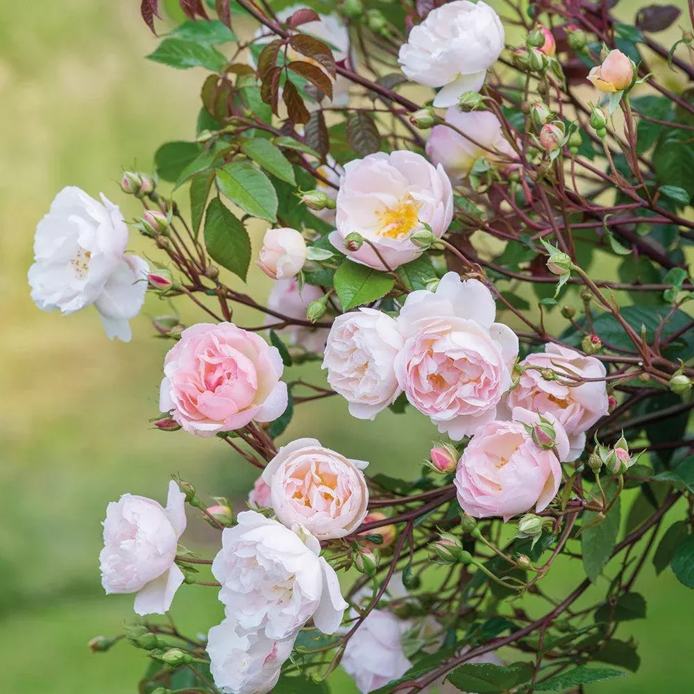 David Austin The Lady of the Lake Rambling Rose