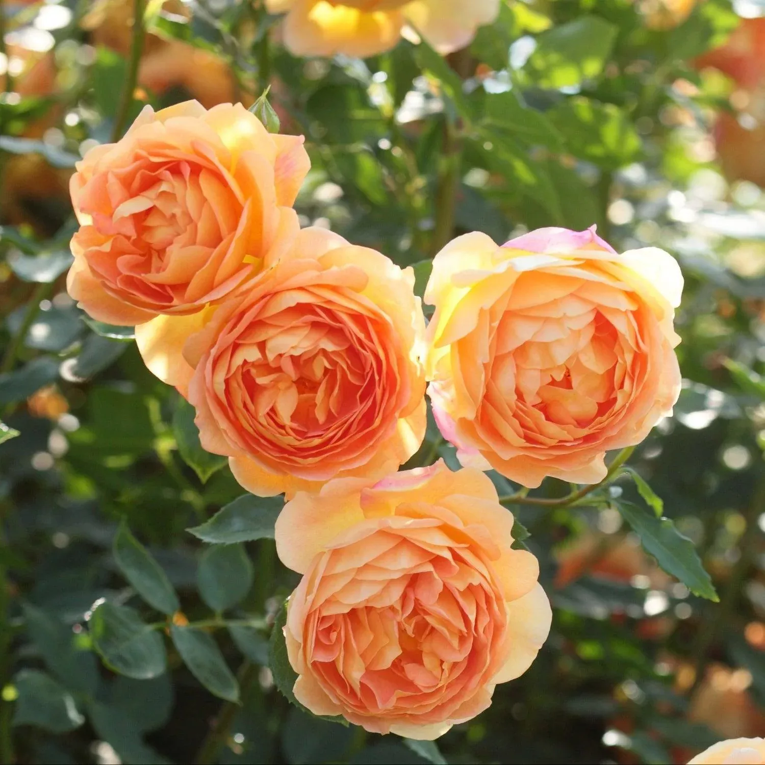 David Austin Lady of Shalott English Rose