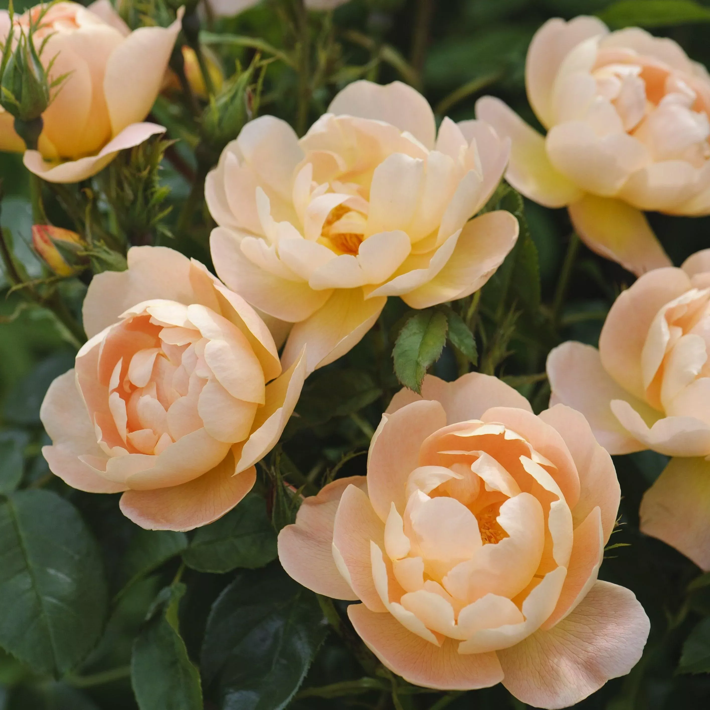 David Austin The Lark Ascending English Rose