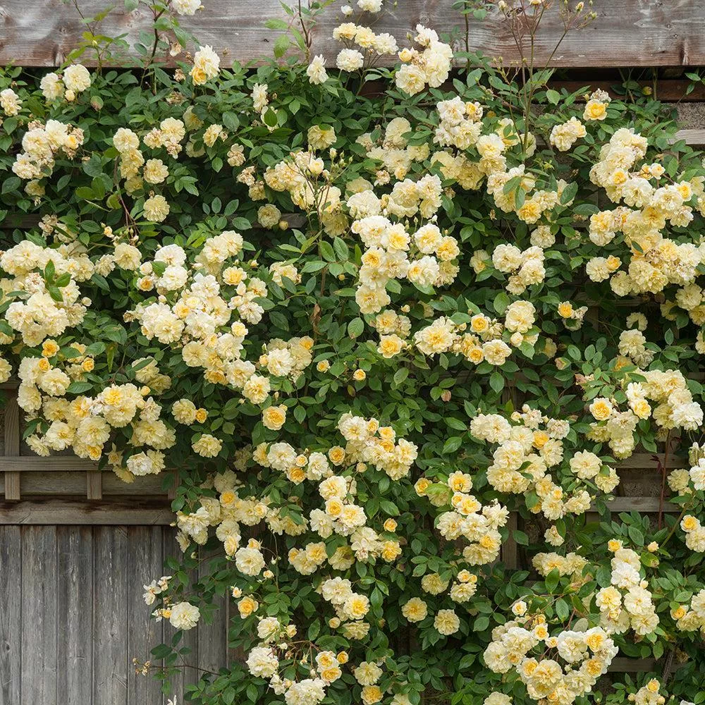 David Austin Malvern Hills Rose