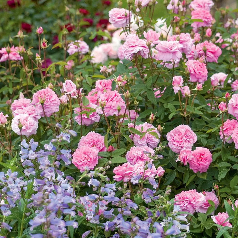David Austin The Mayflower Rose