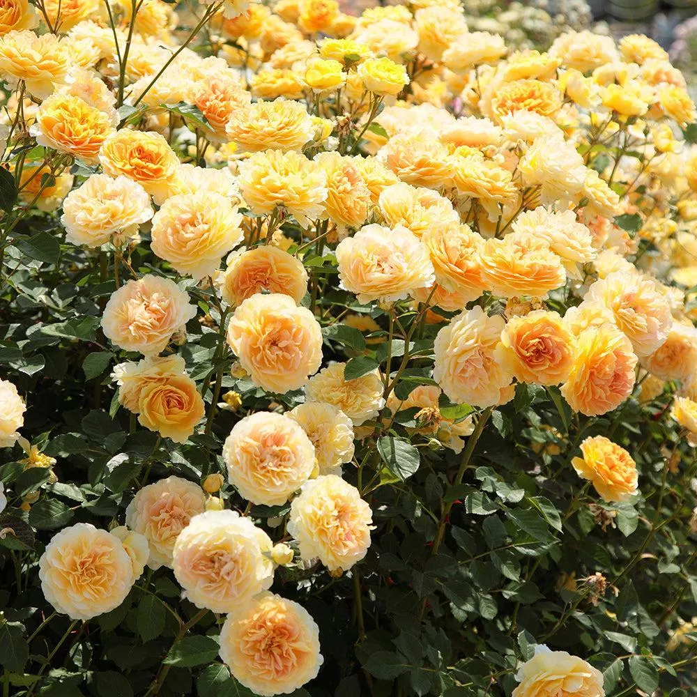 David Austin Molineux Rose