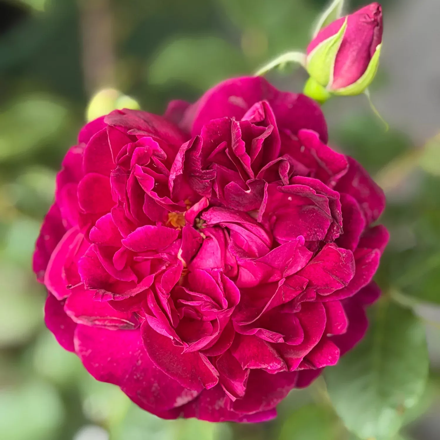 David Austin Munstead Wood English Rose