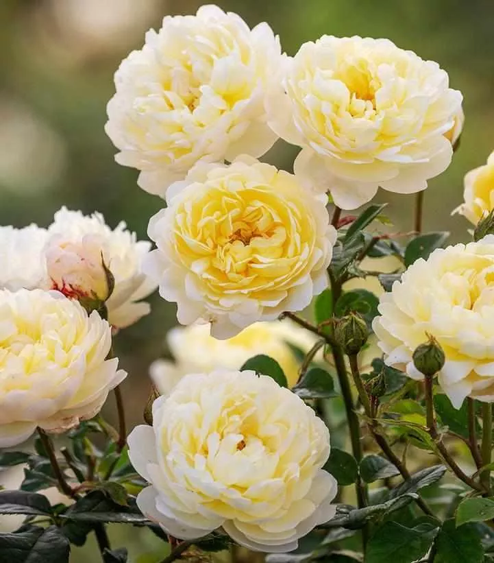David Austin Nye Bevan English Rose