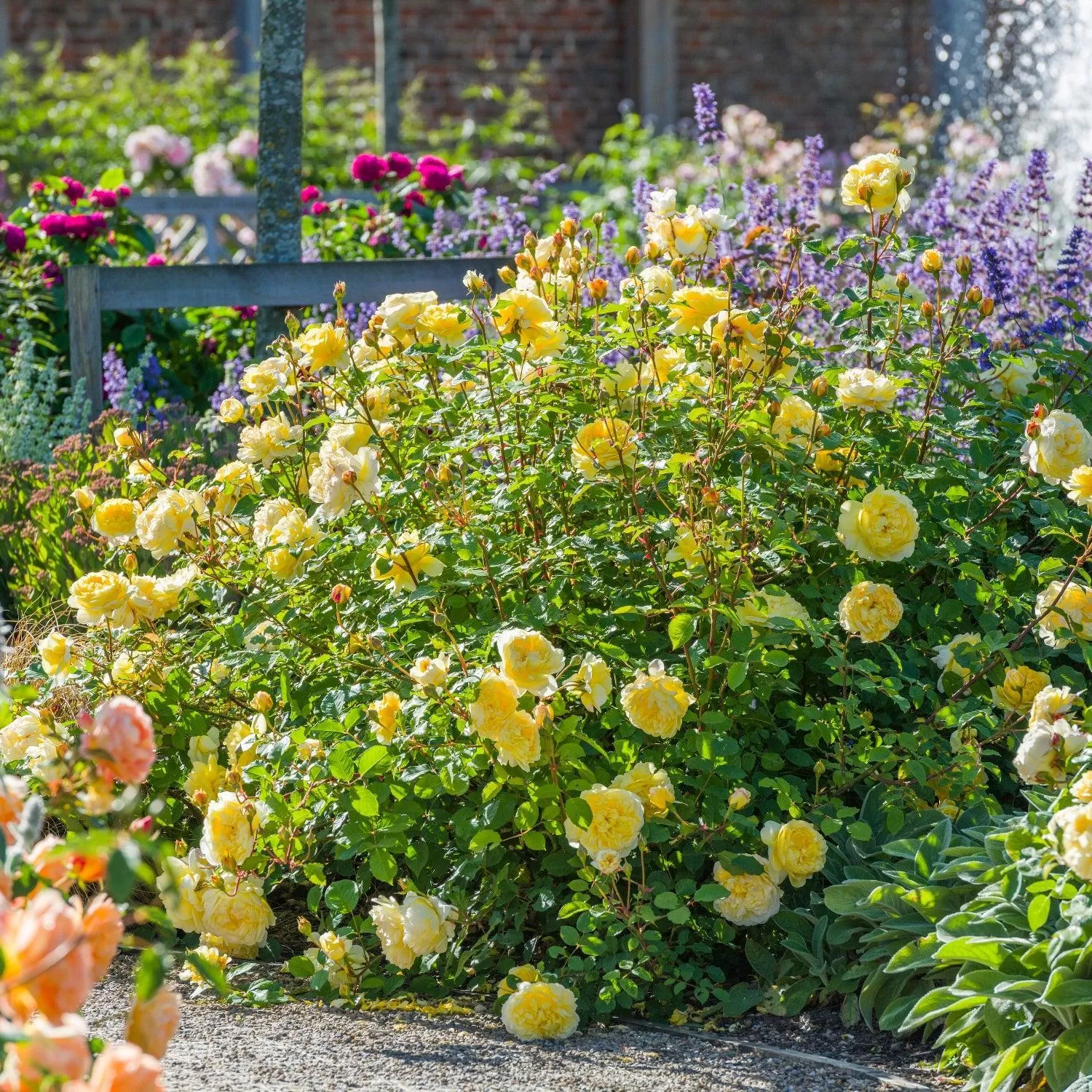 David Austin The Poet's Wife English Shrub Rose