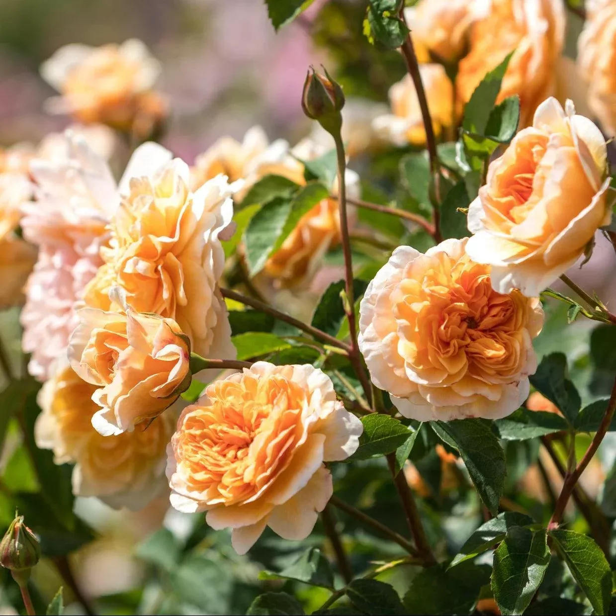 David Austin Port Sunlight Rose
