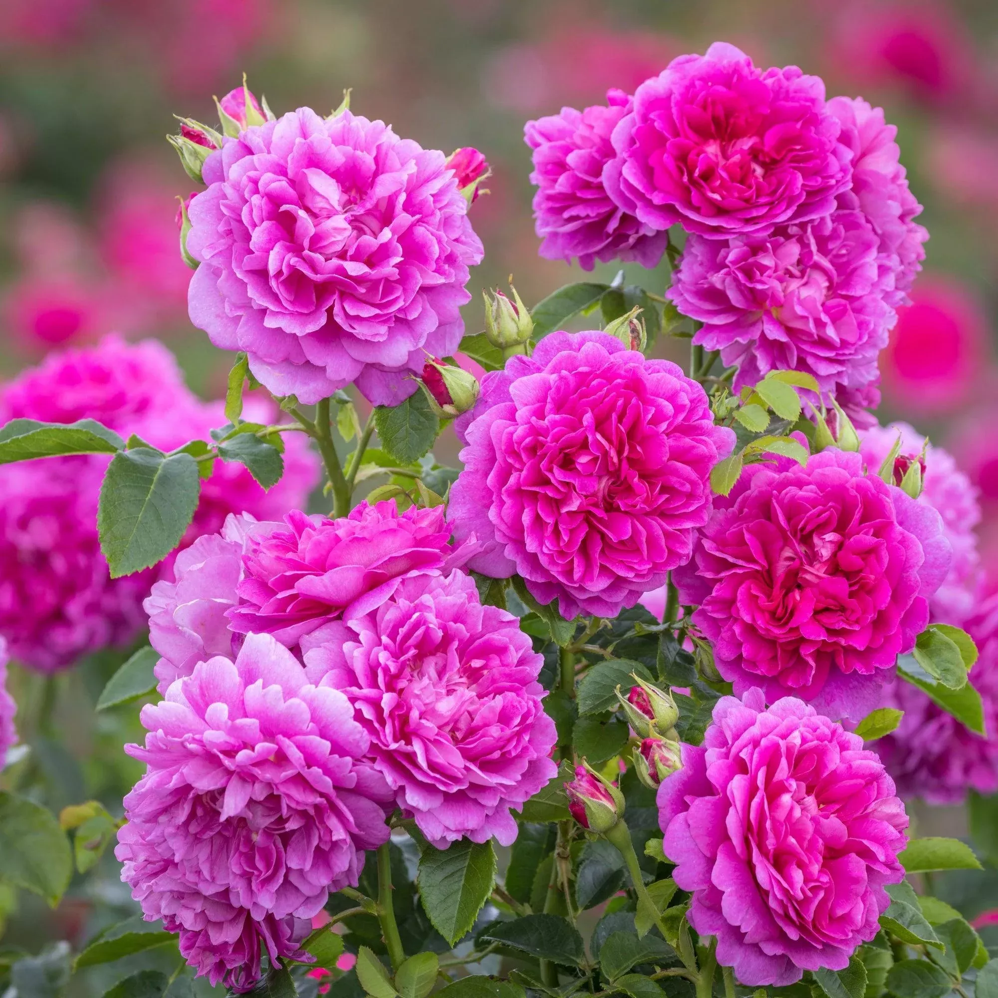 David Austin Princess Anne™ Rose