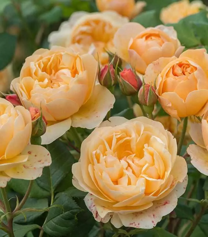 David Austin Roald Dahl Rose