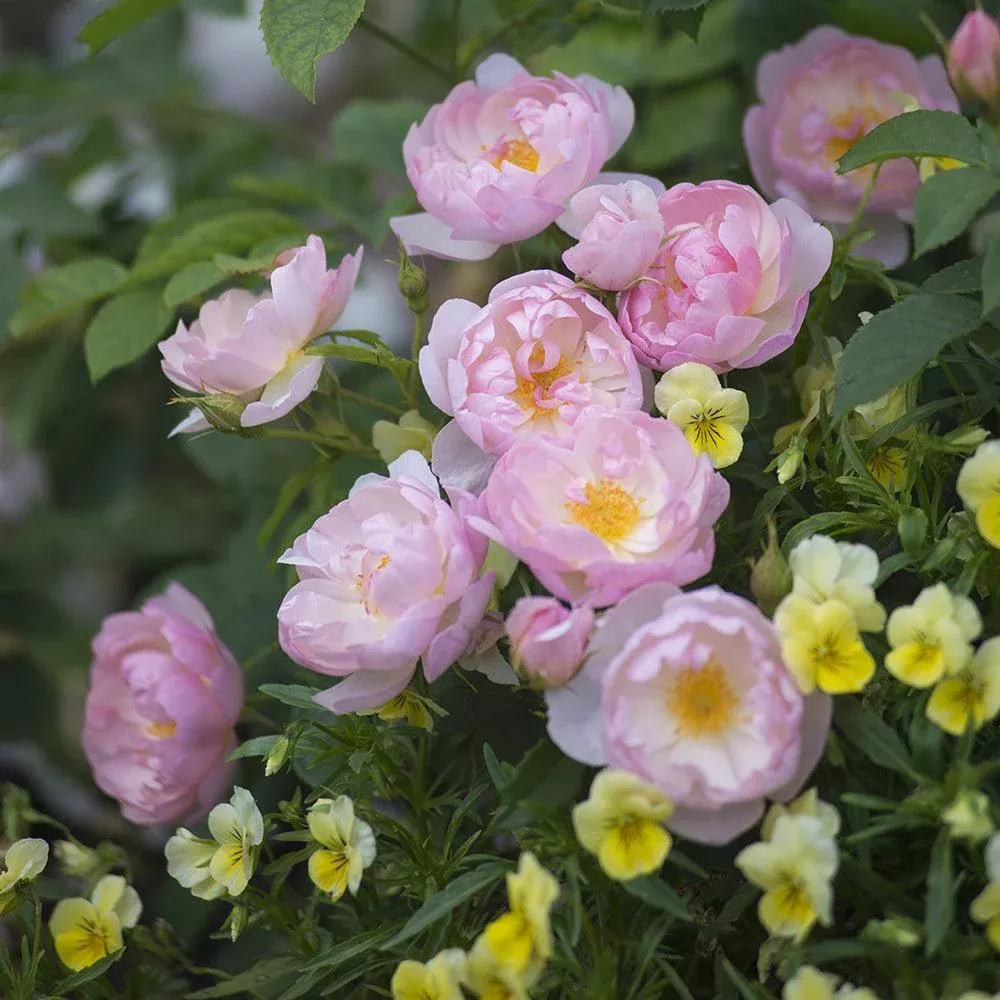David Austin Scarborough Fair English Rose