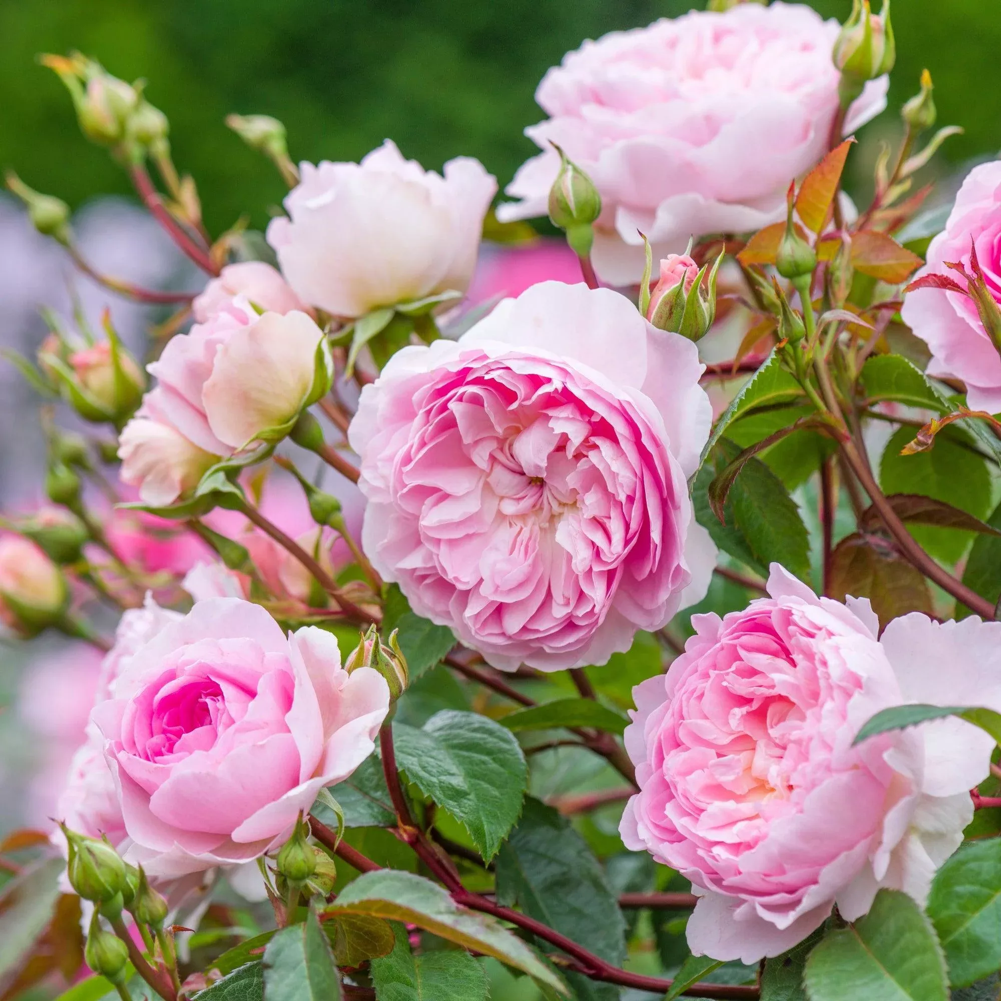David Austin Silas Marner English Rose