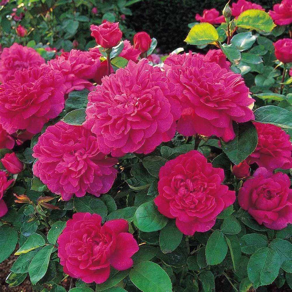David Austin Sophy's Rose
