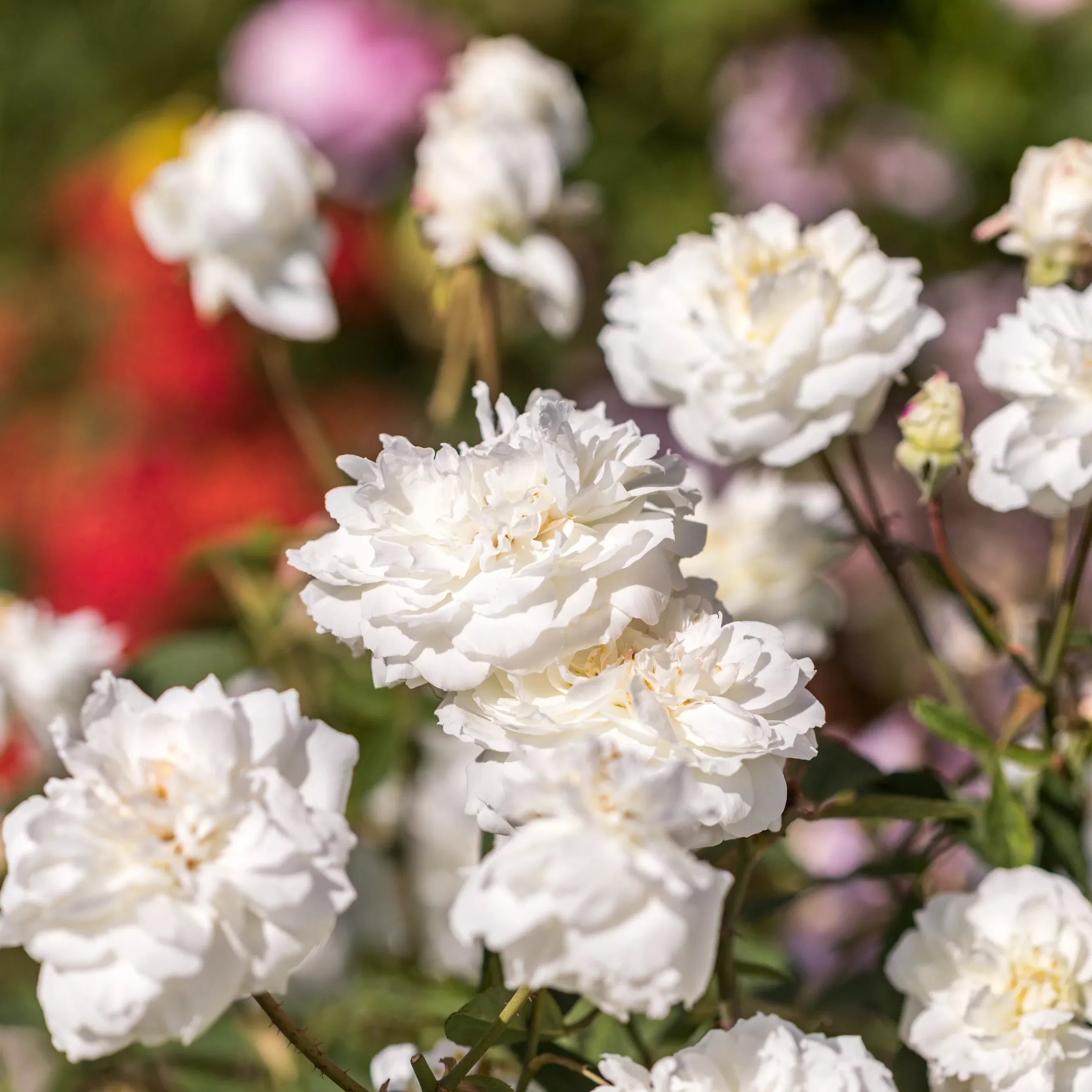 David Austin Susan William-Ellis English Rose