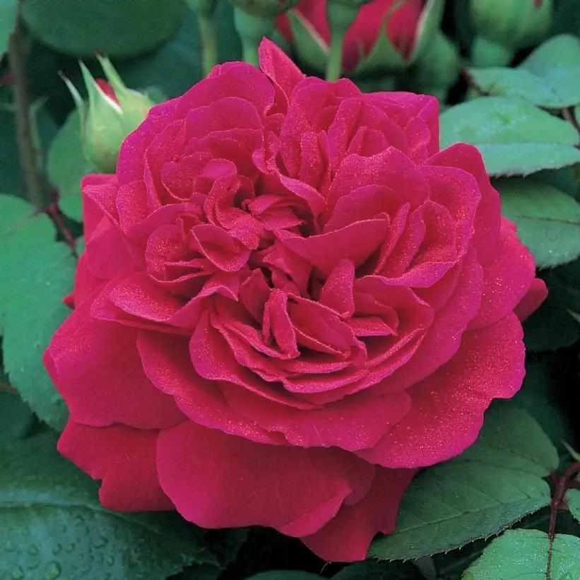 David Austin Tess of The d'Urbervilles English Rose