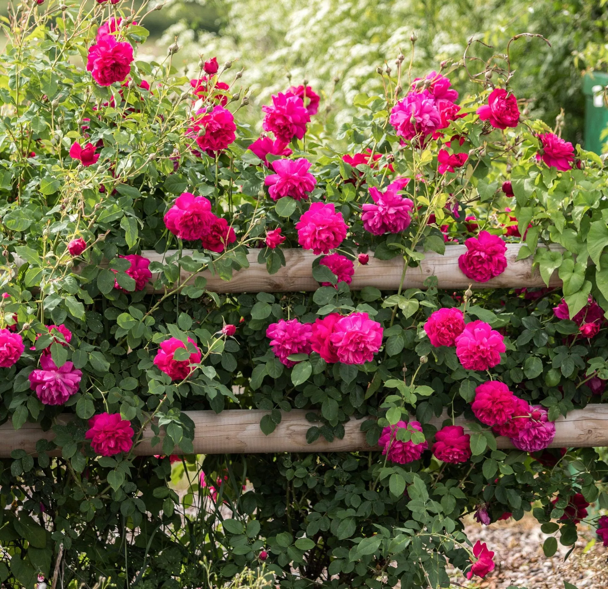 David Austin Thomas A Becket Rose