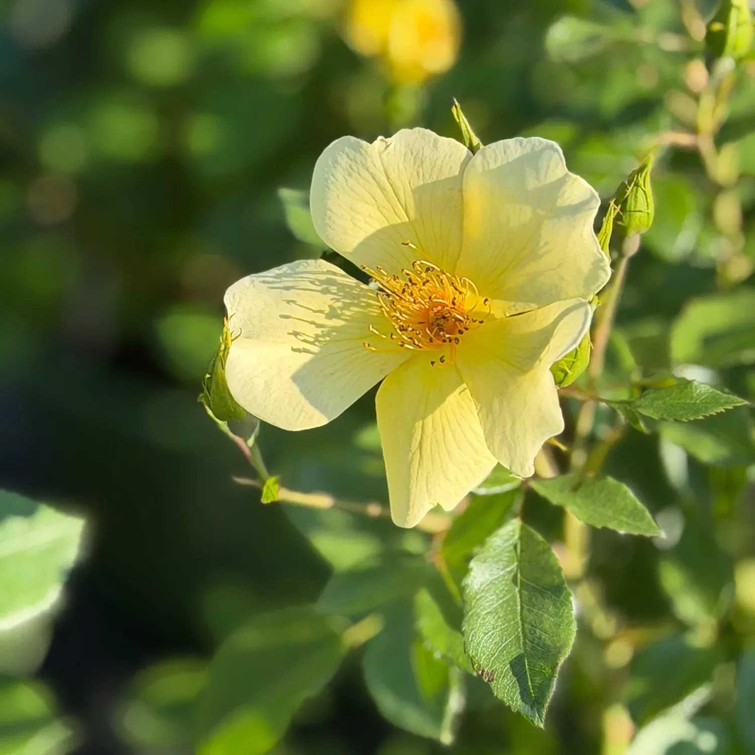 David Austin Tottering- by-Gently Rose