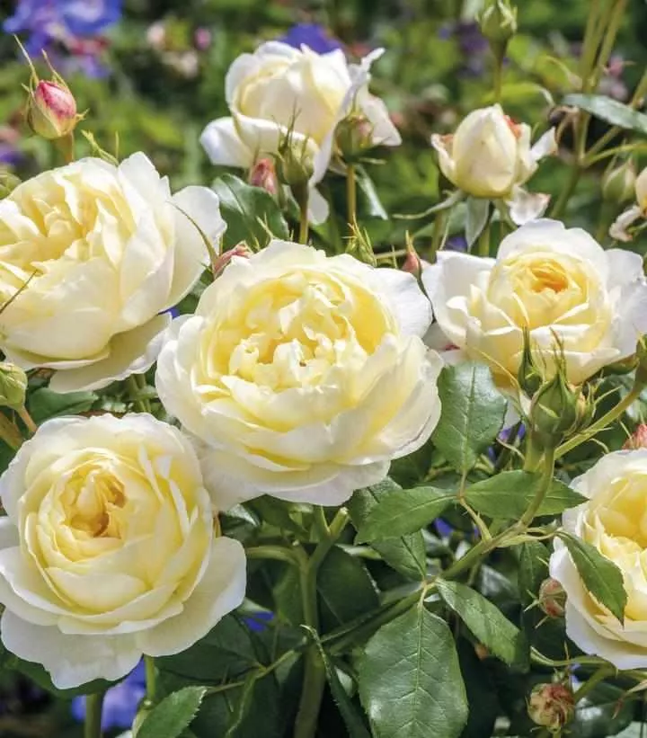 David Austin Vanessa Bell English Rose