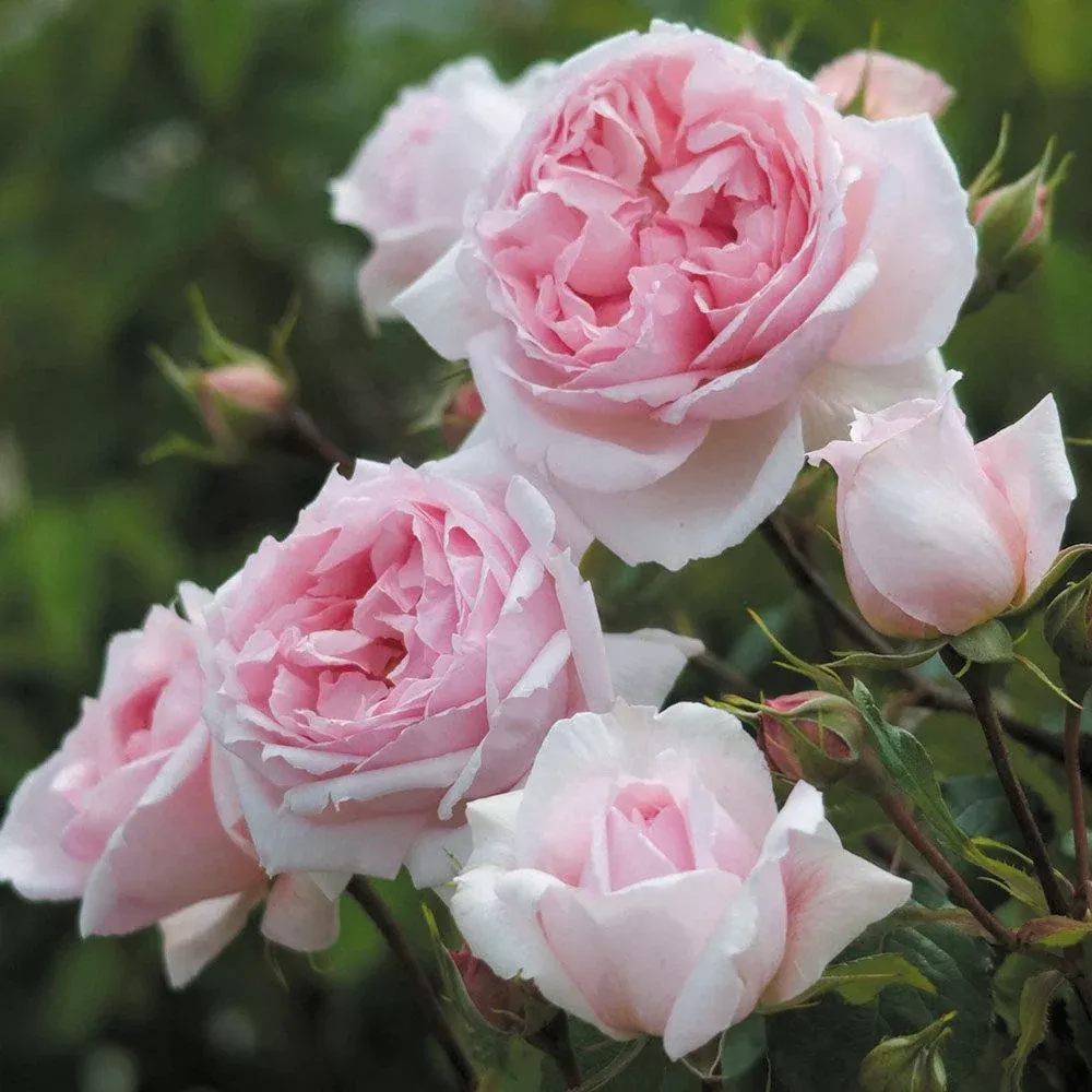 David Austin The Wedgewood Rose